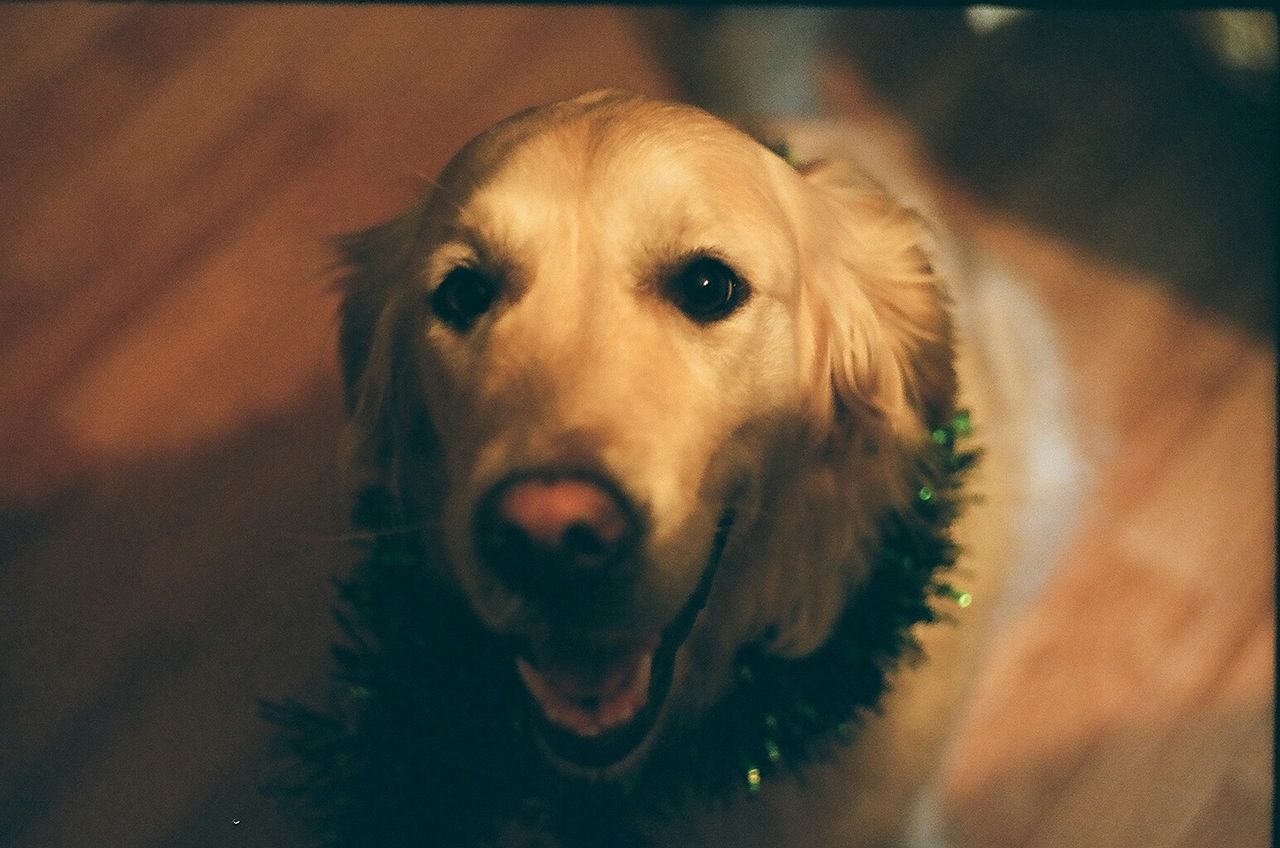 Portrait of golden retriever at home