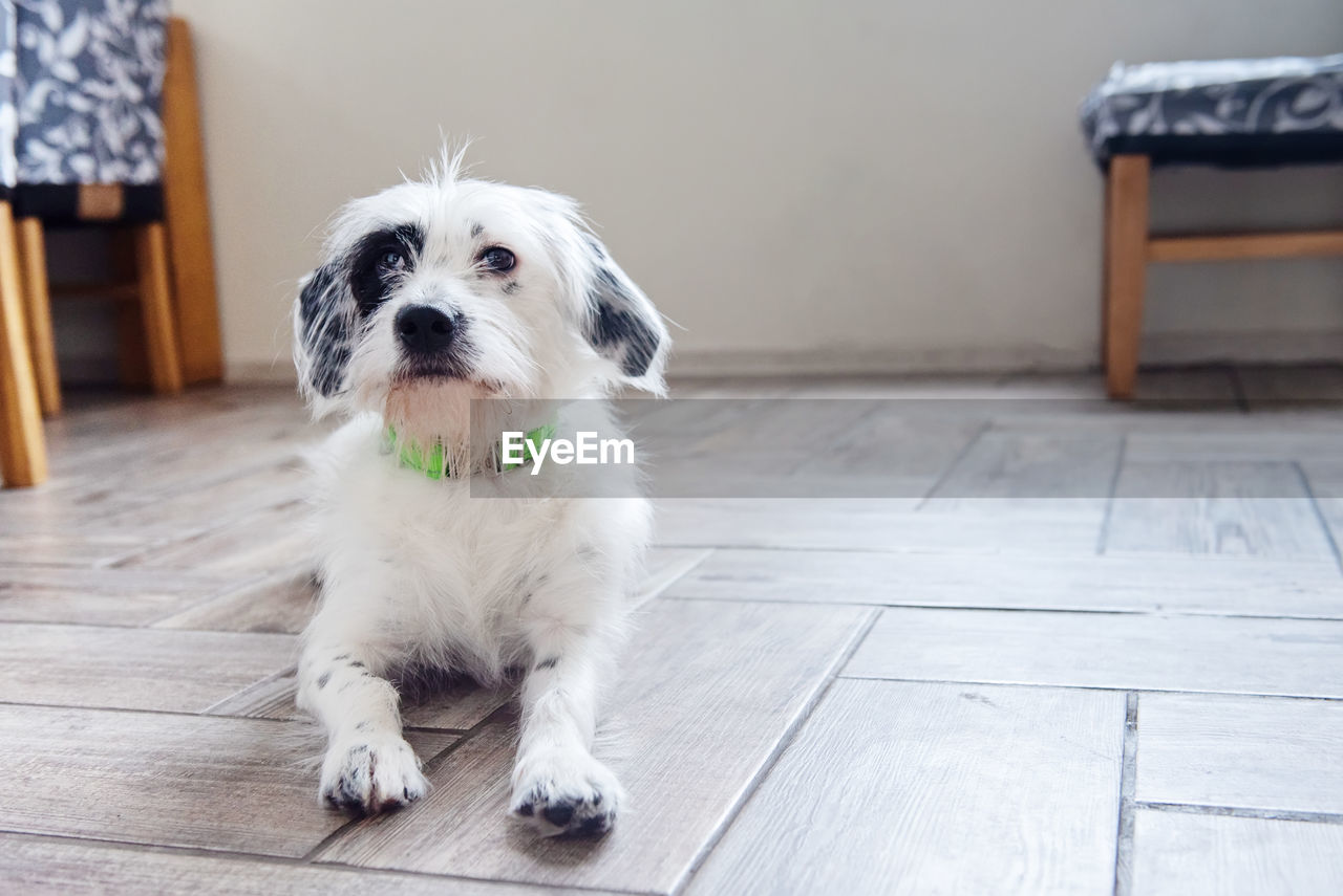 Cute white dog with black ears dog lying