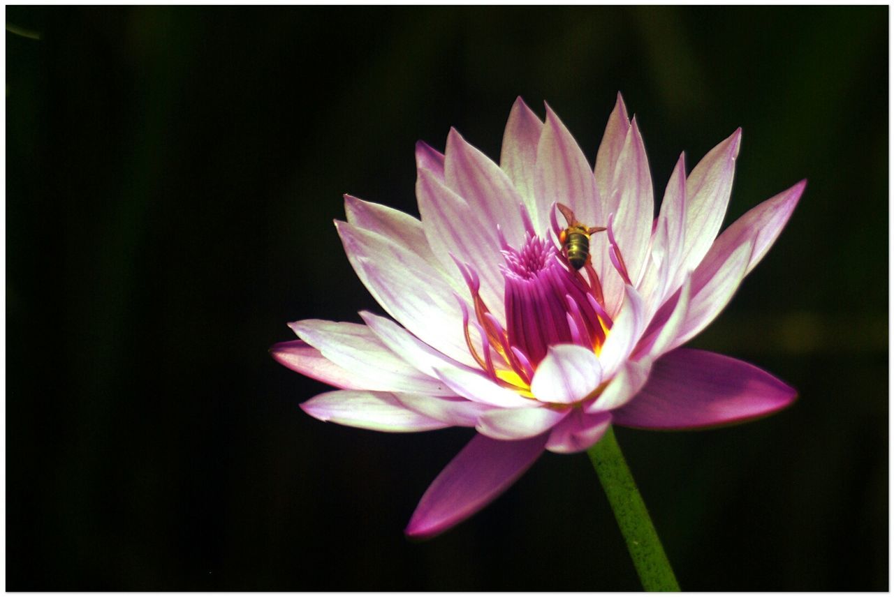 Honey bee pollinating lotus flower