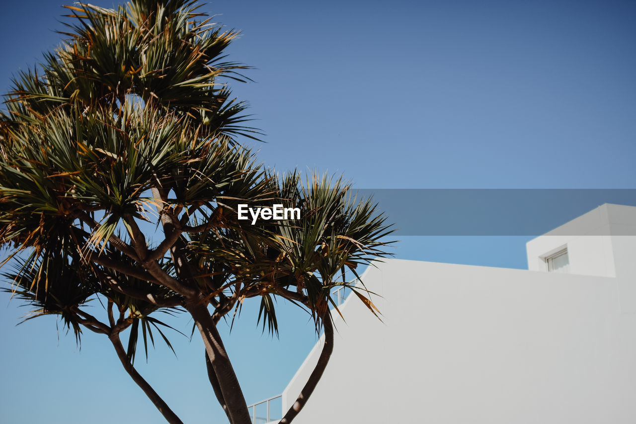 Low angle view of palm tree and building against clear sky