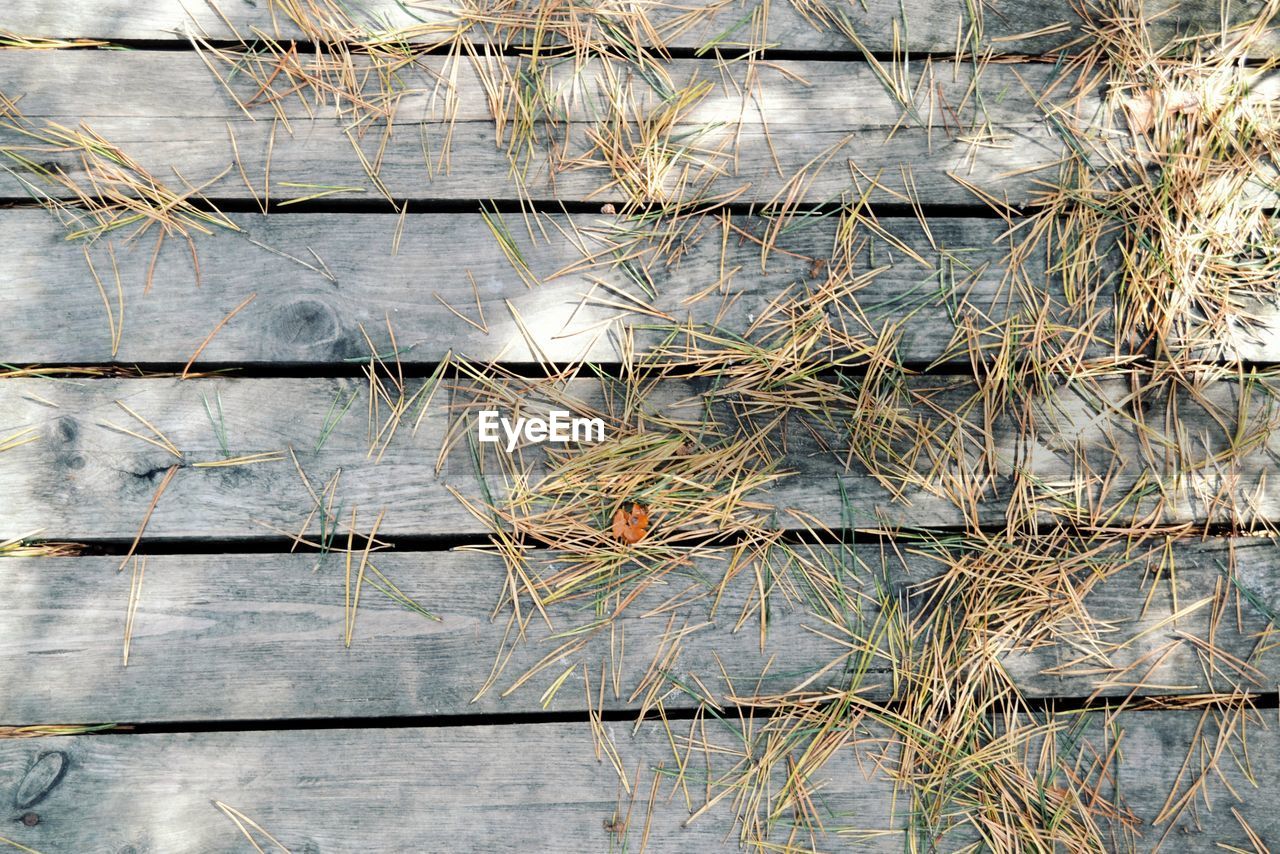 FULL FRAME SHOT OF PLANTS GROWING IN LAKE