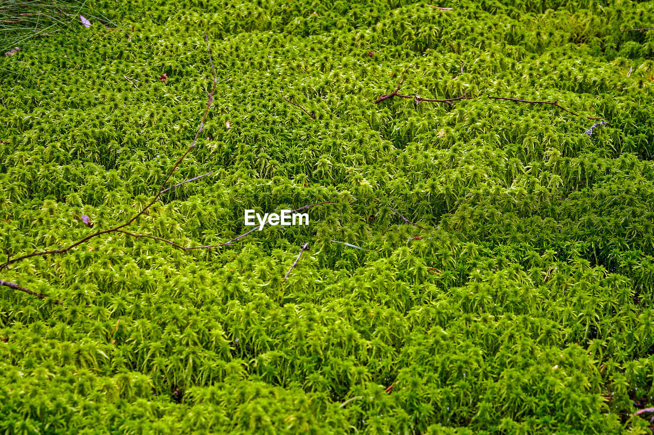 HIGH ANGLE VIEW OF GREEN LANDSCAPE