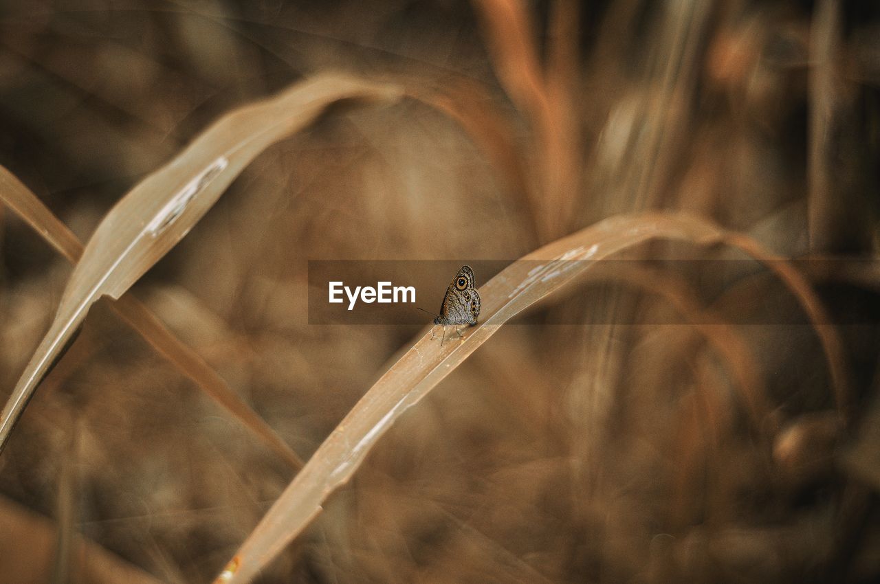 Close-up of insect on grass