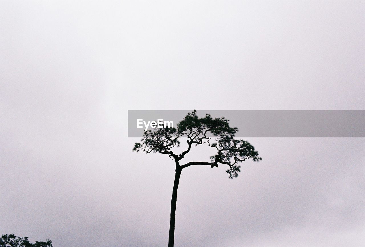 LOW ANGLE VIEW OF TREE AGAINST SKY
