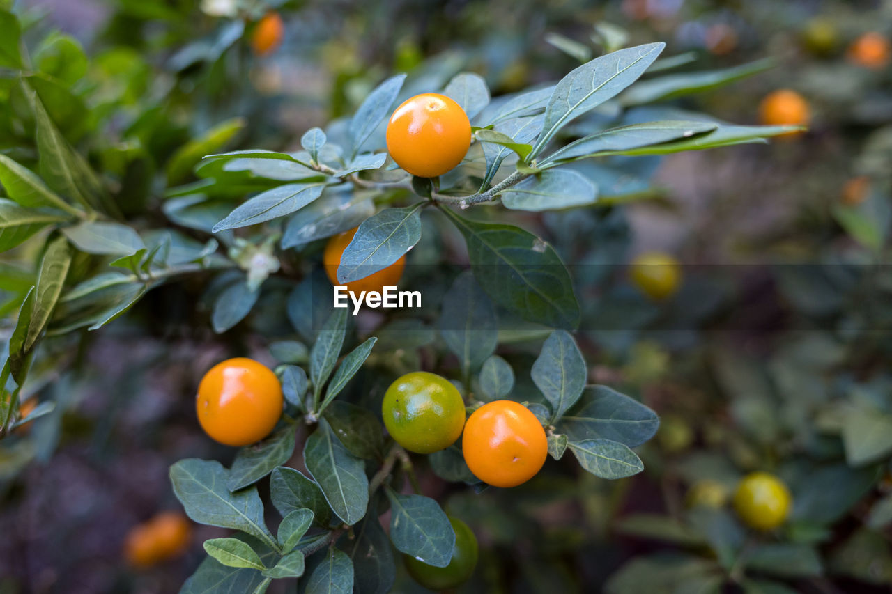 Close-up of orange fruits on tree