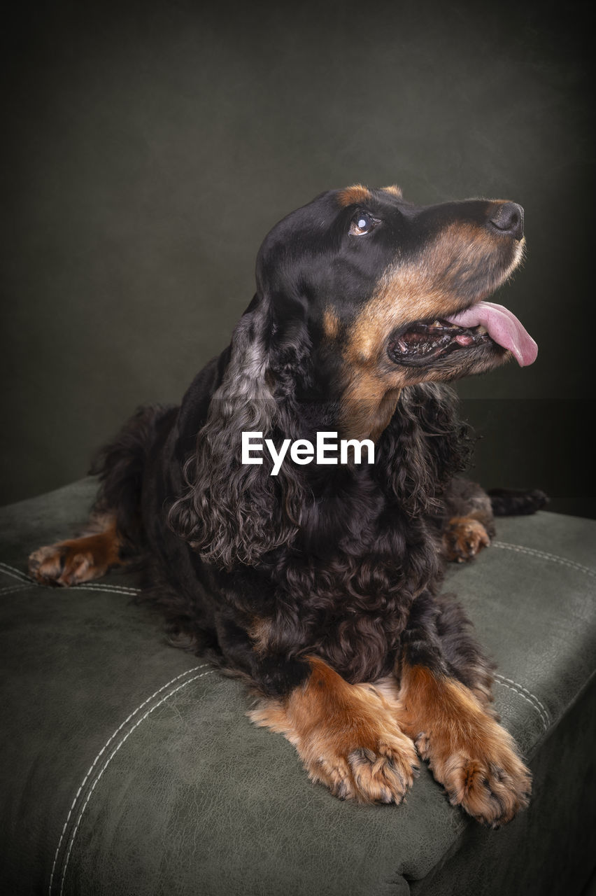 close-up portrait of dog