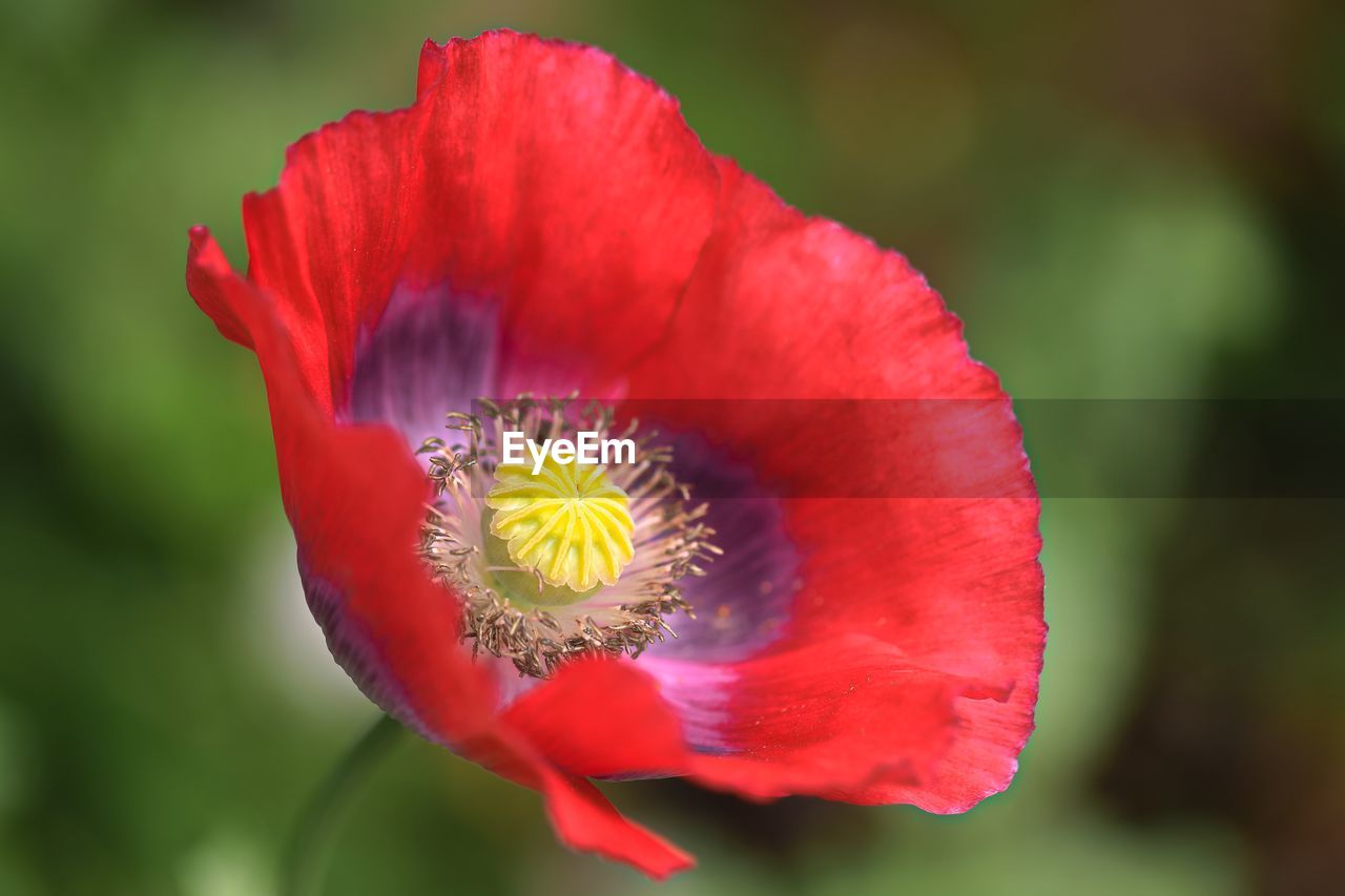 CLOSE-UP OF RED POPPY FLOWER ON LEAF