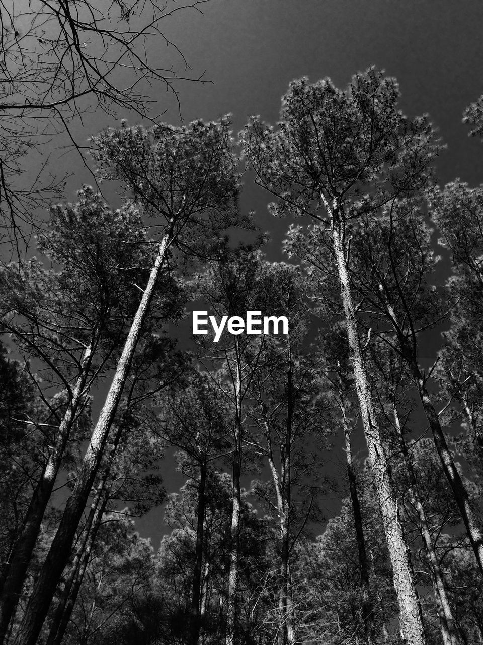 Low angle view of trees in forest against sky