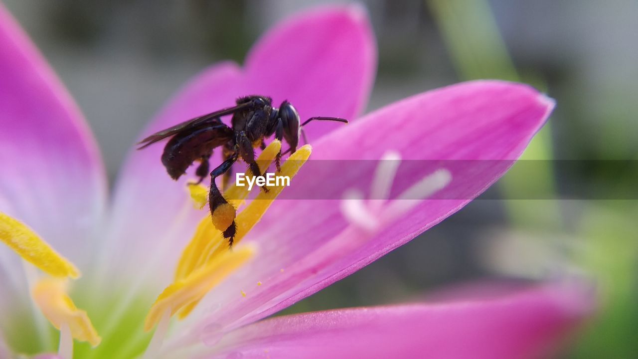 CLOSE-UP OF INSECT POLLINATING ON PURPLE FLOWER