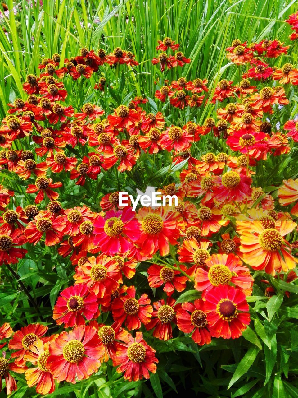 HIGH ANGLE VIEW OF FLOWERING PLANTS