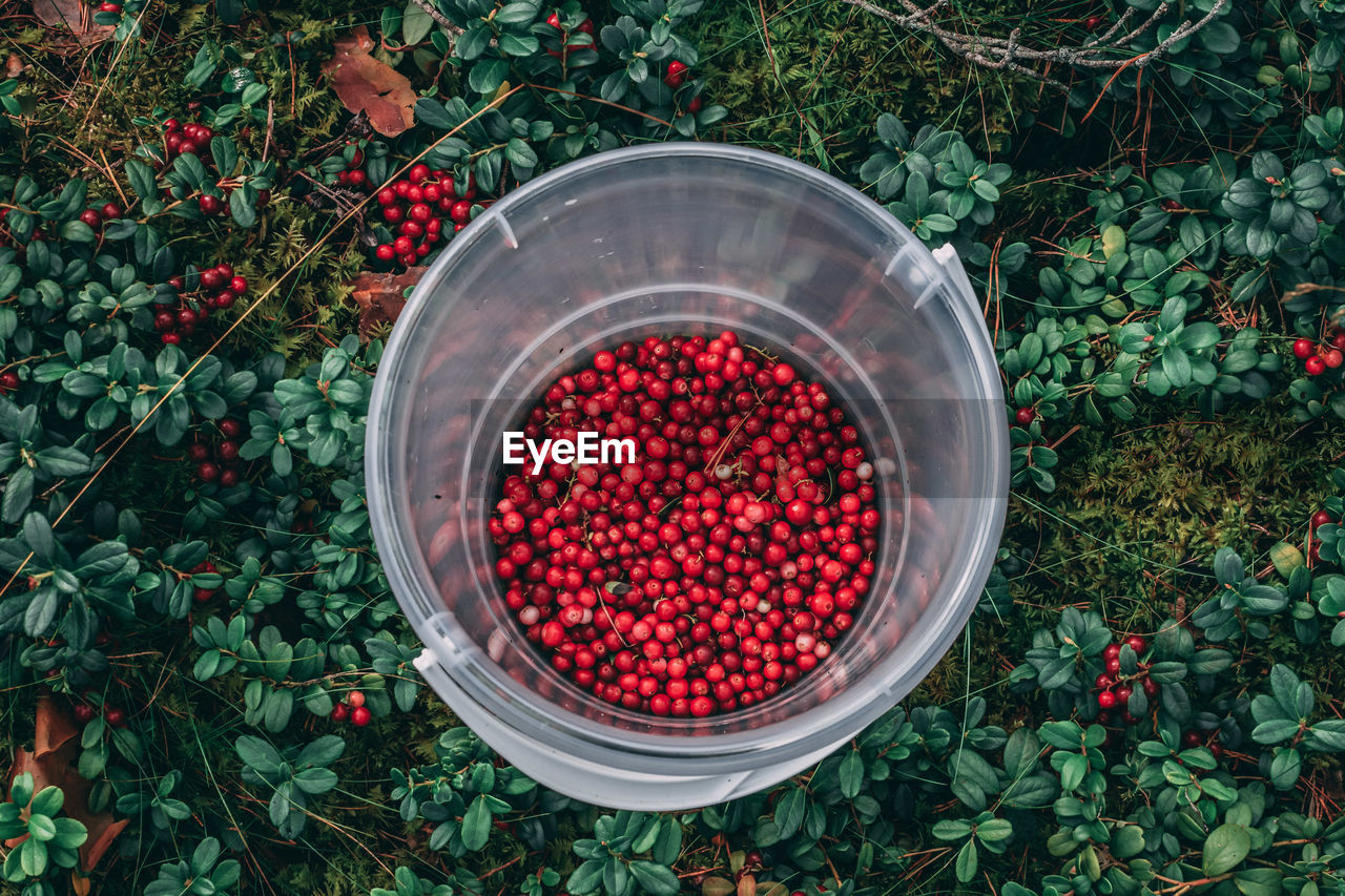High angle view of berries in basket