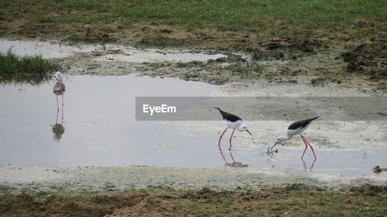 BIRDS ON A LAKE