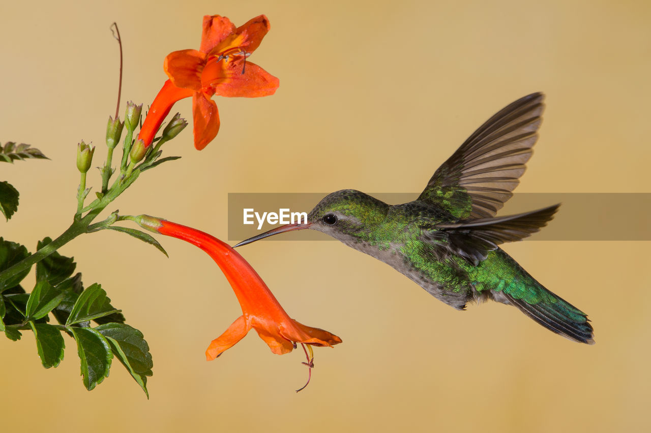 CLOSE-UP OF BIRD FLYING OVER ORANGE FLOWERS