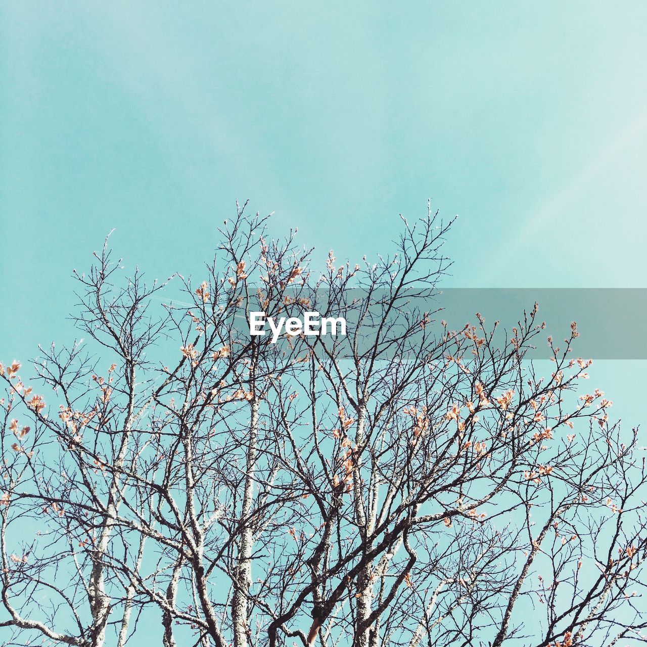 LOW ANGLE VIEW OF BARE TREES AGAINST SKY