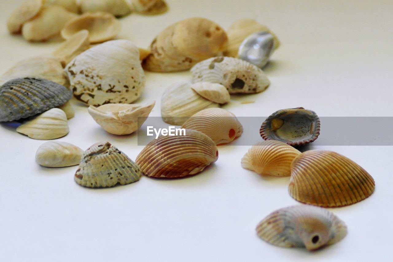 High angle view of seashells on table