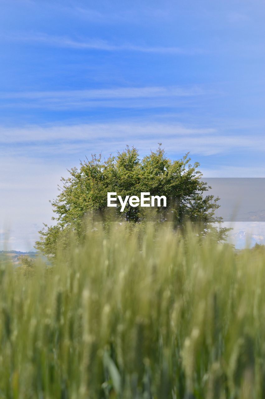 VIEW OF WHEAT FIELD