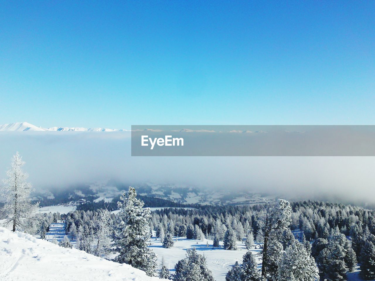 High angle view of trees growing on snow covered field during foggy weather