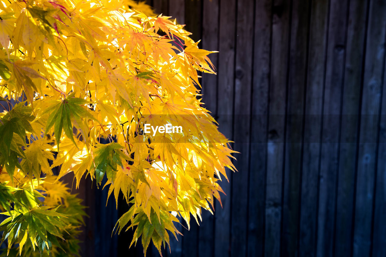 Close-up of yellow flower