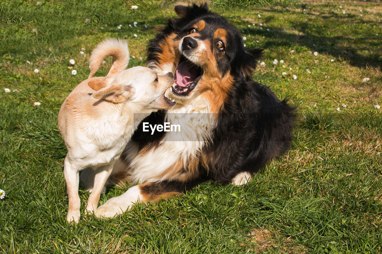 Crazy animals two dogs fighting in the garden