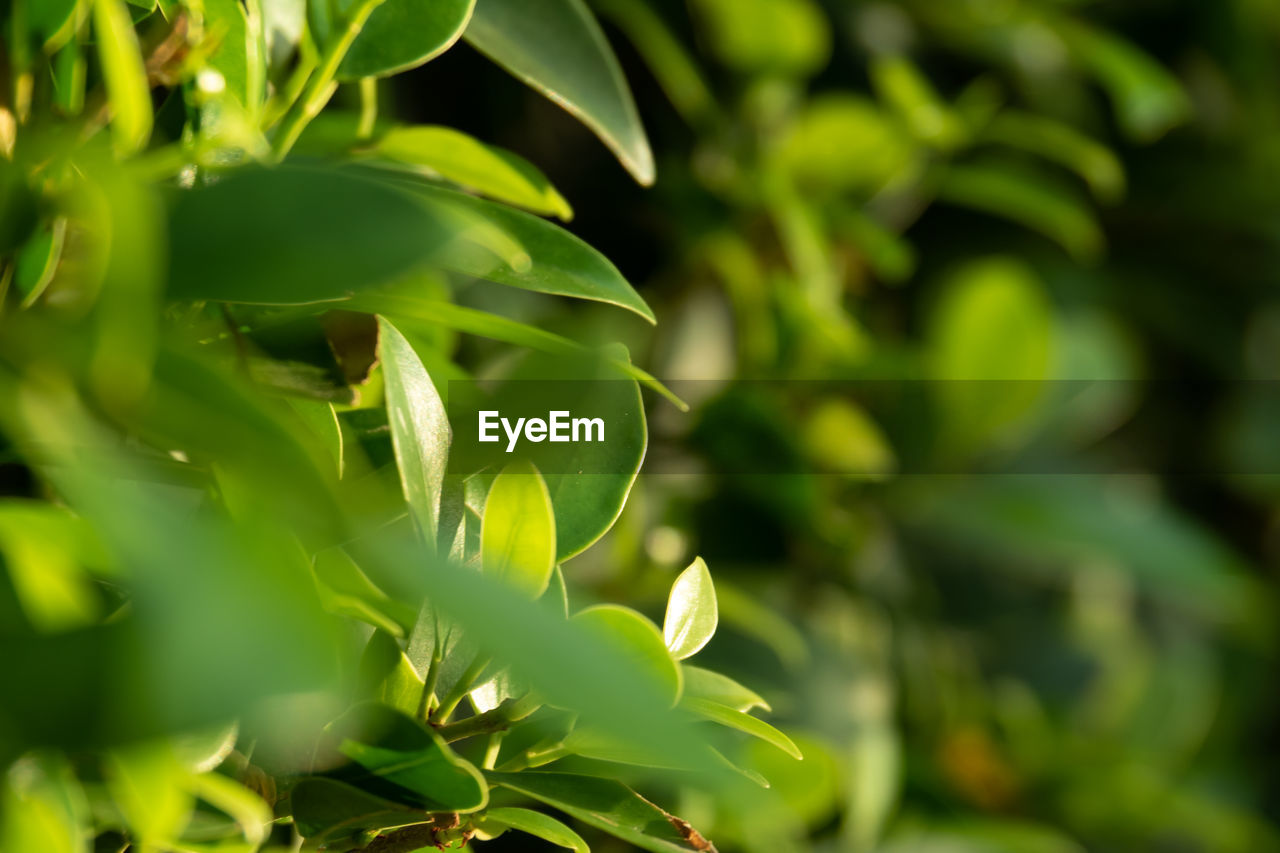 Close-up of green plant