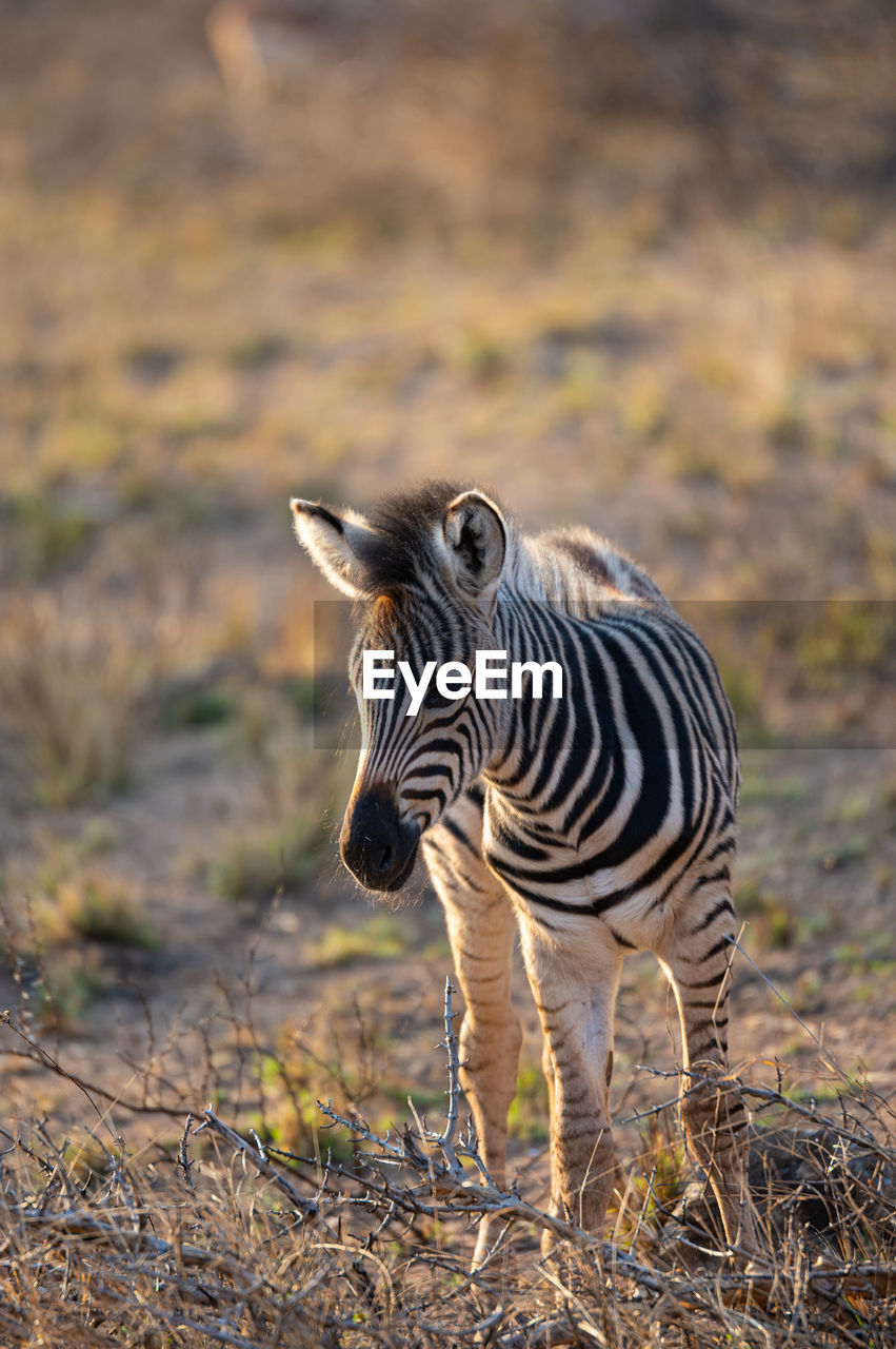 Zebra standing on field