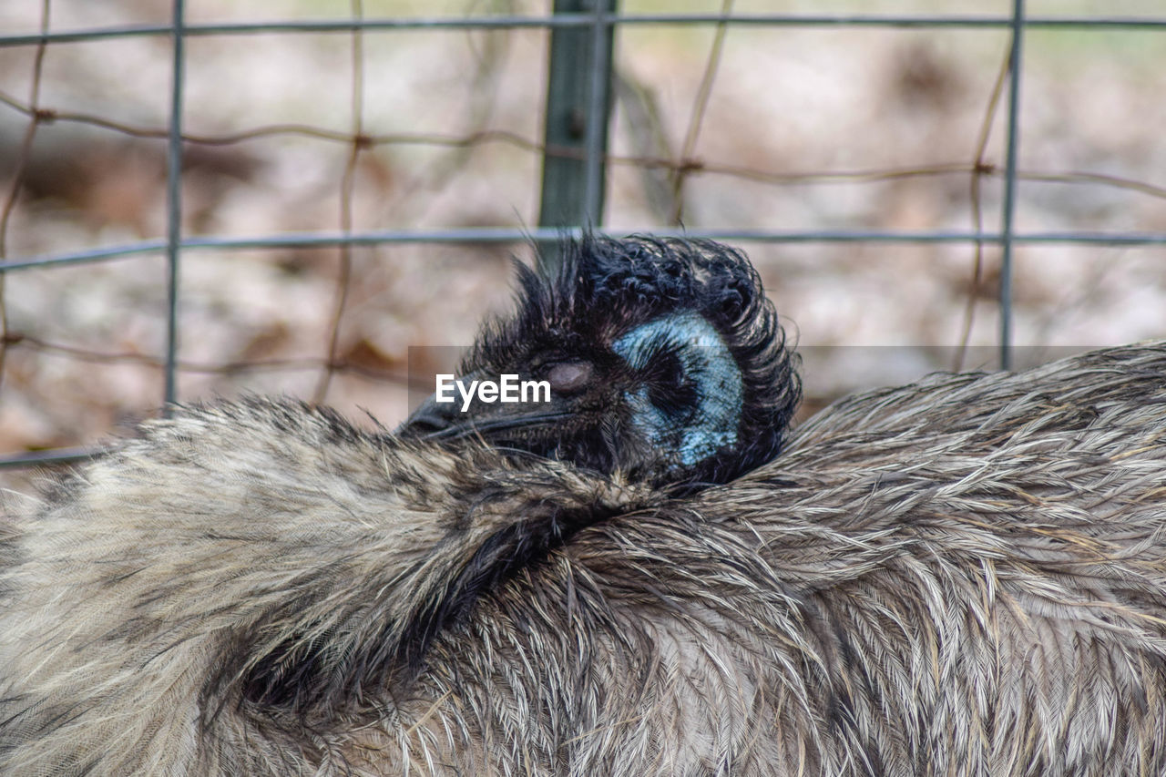 Close-up of ostrich