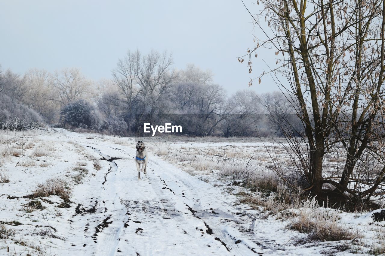 PERSON WALKING ON ROAD IN WINTER