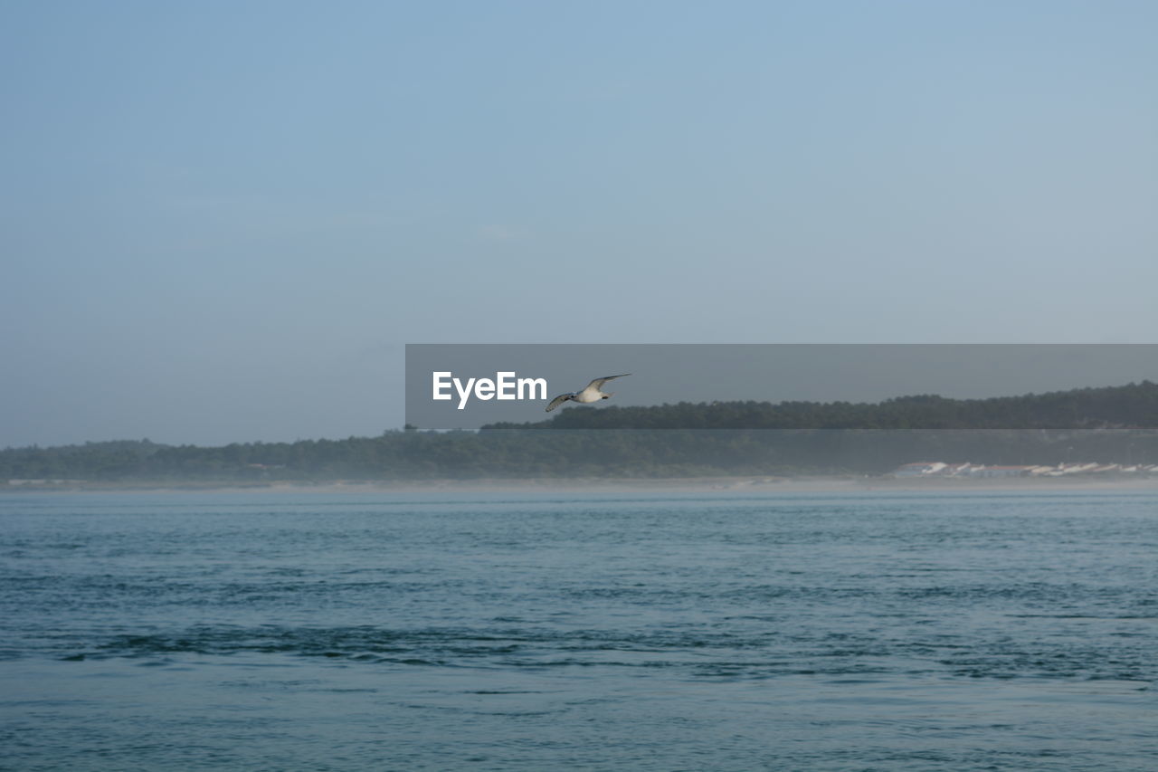 BIRD FLYING OVER SEA