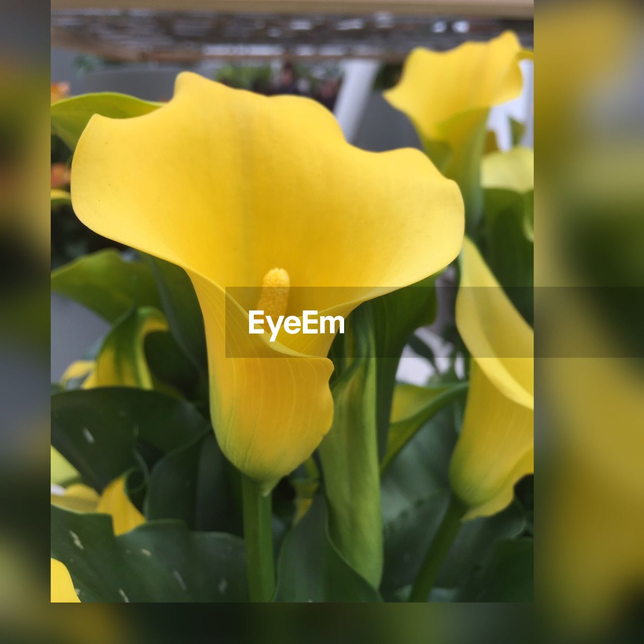 CLOSE-UP OF YELLOW DAFFODIL FLOWERS