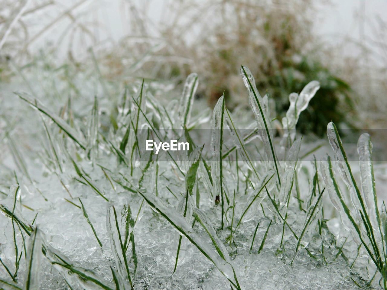 Close-up of frozen grass on field
