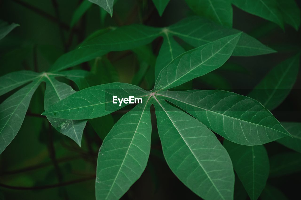 HIGH ANGLE VIEW OF LEAVES