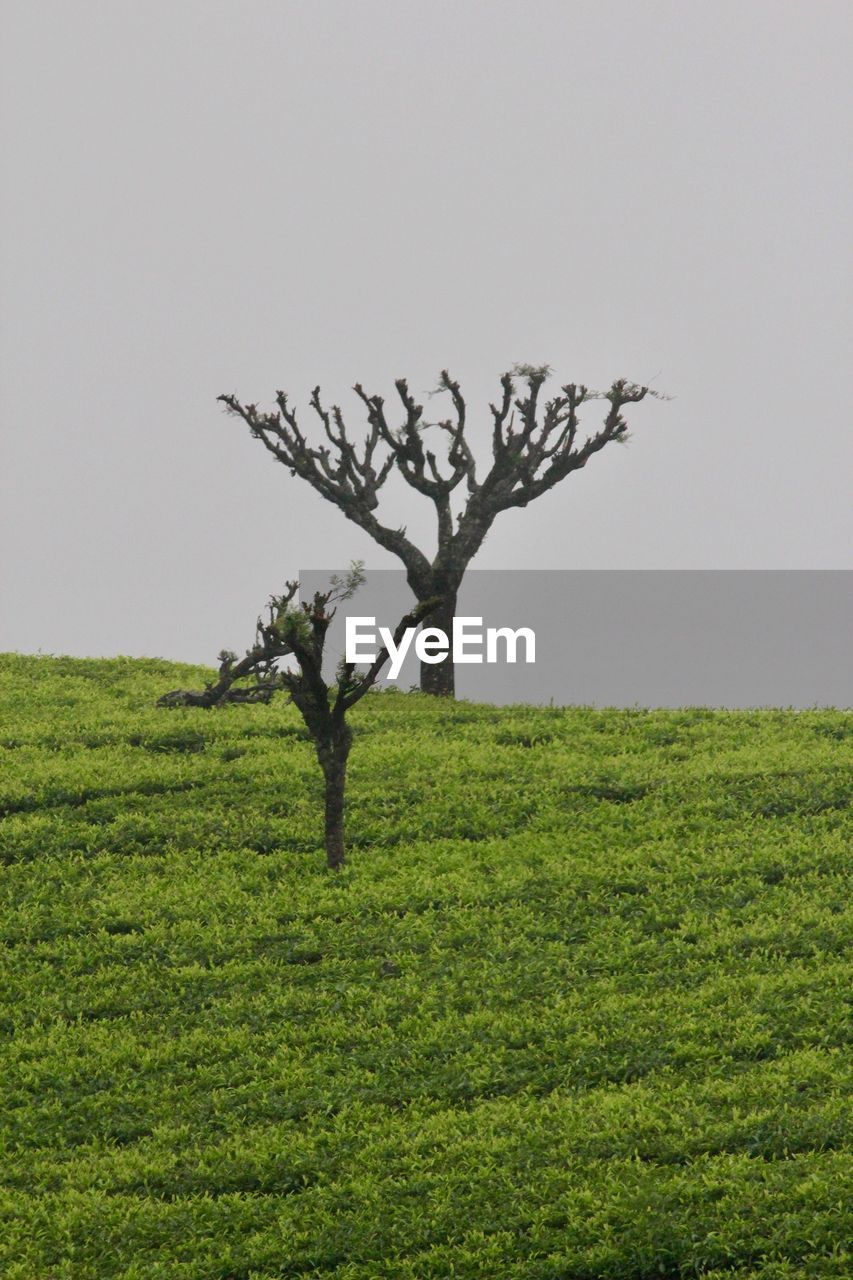 BARE TREE ON FIELD AGAINST SKY