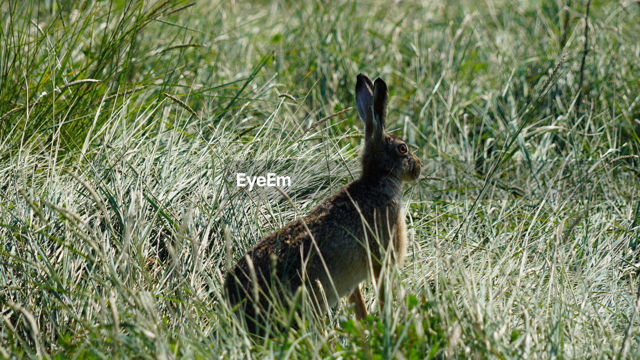Side view of a rabbit on field