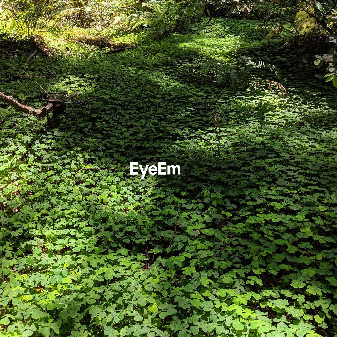 HIGH ANGLE VIEW OF FRESH PLANTS IN SUNLIGHT