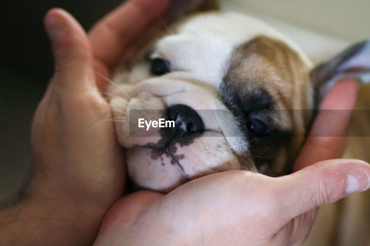 Midsection of person holding puppy