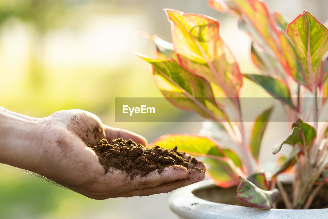 Close up hand putting used coffee grounds as fertilizer to the plant in the potted,