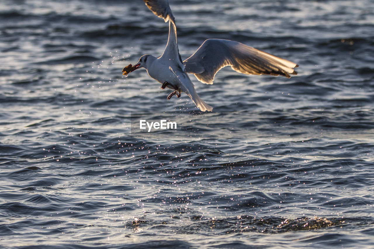 VIEW OF SEAGULL FLYING OVER SEA