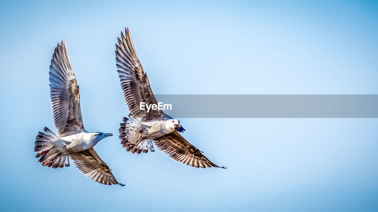 Low angle view of seagulls flying in sky