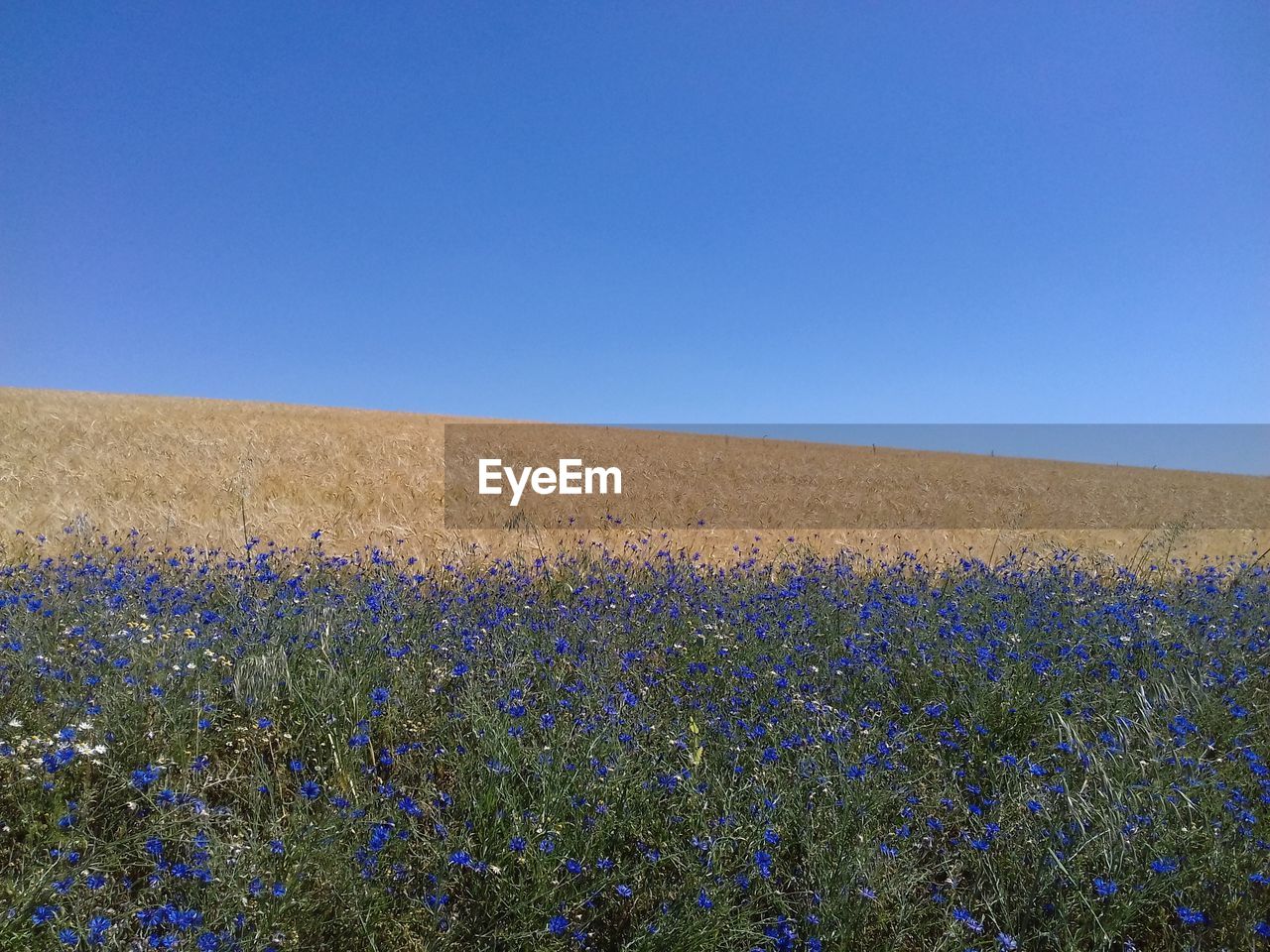 SCENIC VIEW OF BLUE SEA AGAINST CLEAR SKY