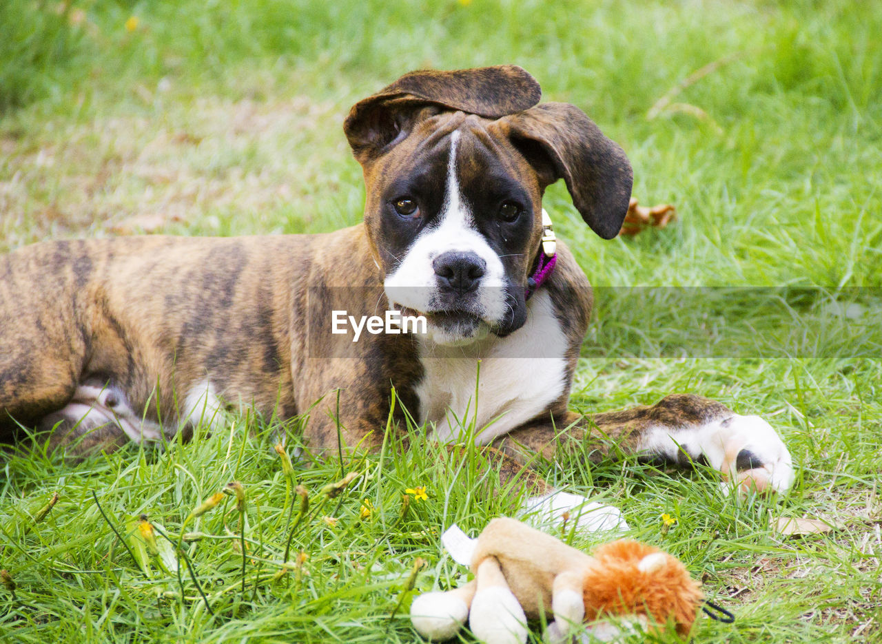 Portrait of dog with toy on field