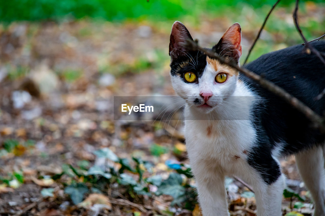 Cat behind some branches looking at camera