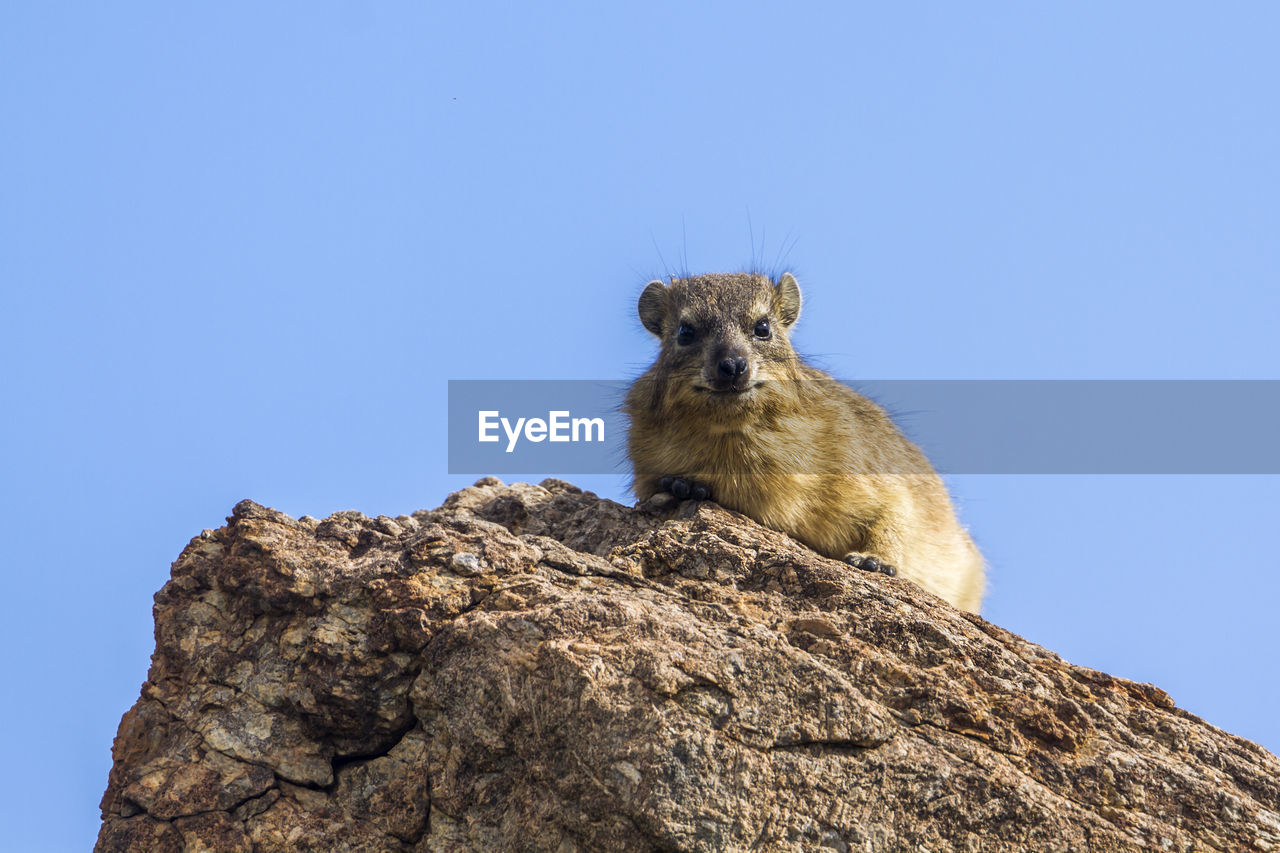 Cape hyrax on rock against clear sky