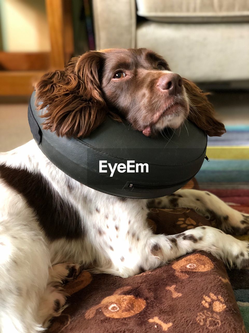 CLOSE-UP OF DOG SITTING ON FLOOR