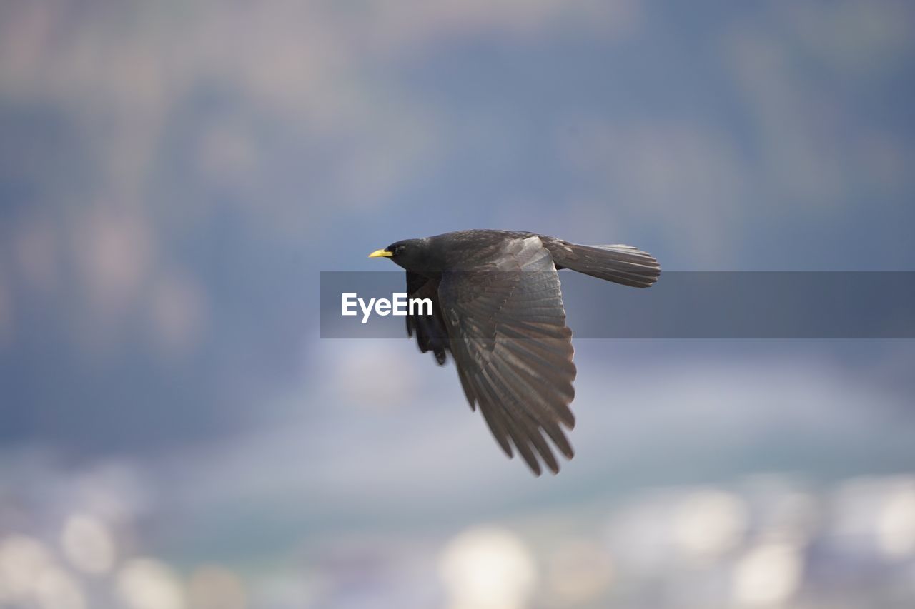 CLOSE-UP OF BIRD FLYING