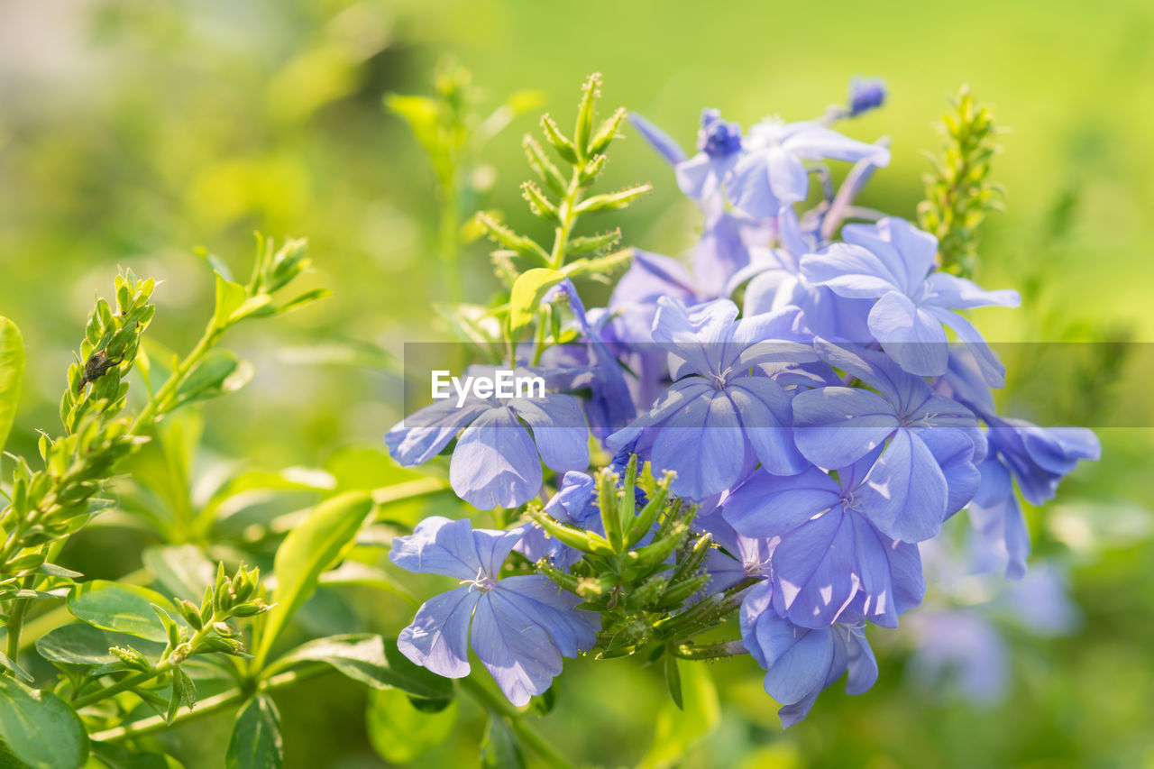 Close-up of purple flowering plants