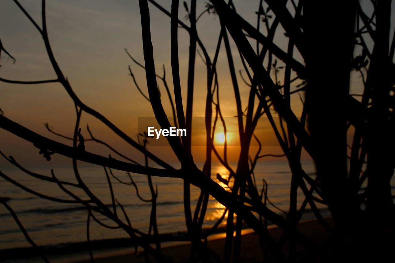 CLOSE-UP OF SILHOUETTE PLANTS AGAINST ORANGE SKY