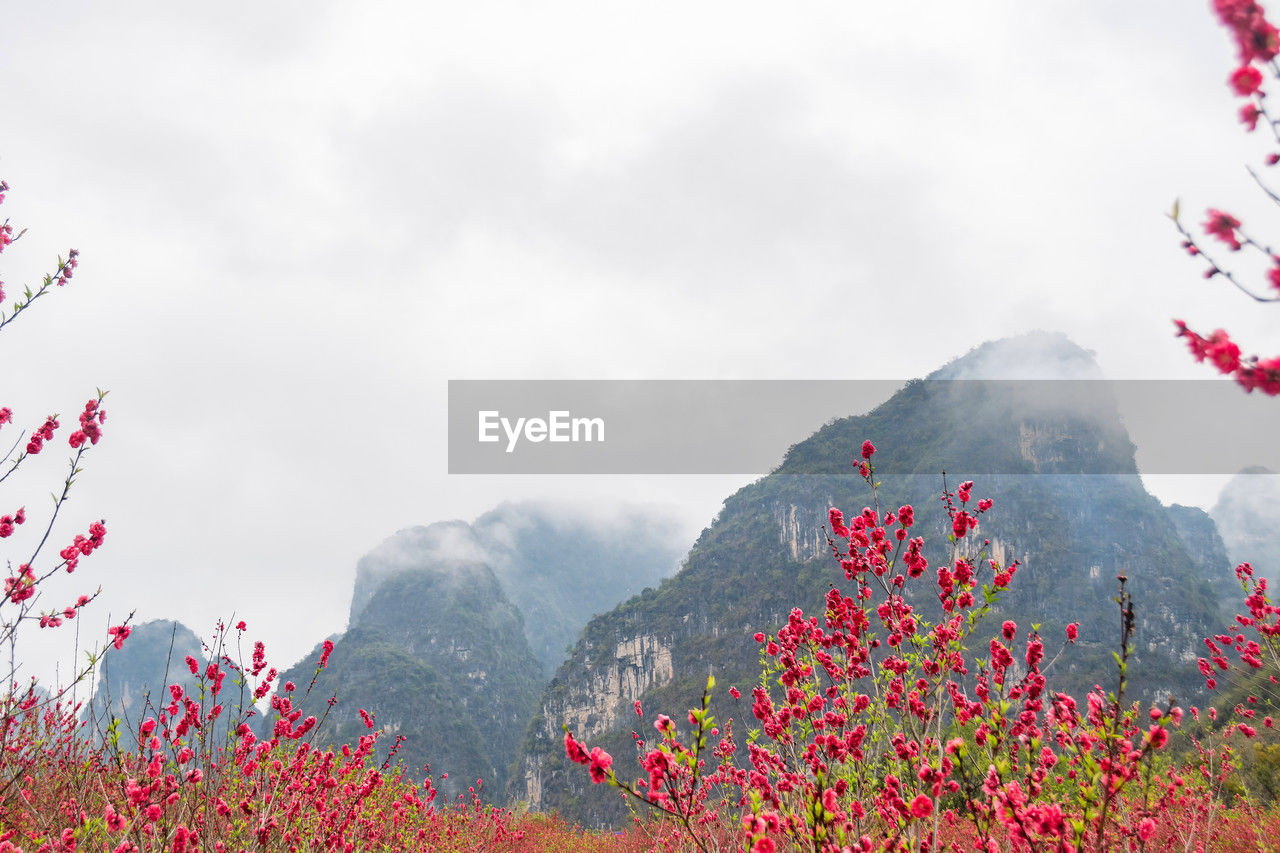 mountain, flower, plant, beauty in nature, nature, landscape, sky, flowering plant, environment, cloud, red, scenics - nature, mountain range, land, no people, fog, tree, freshness, outdoors, tranquility, meadow, travel destinations, day, tranquil scene, blossom, travel, rural scene, non-urban scene, mountain peak, springtime, multi colored, autumn, pink