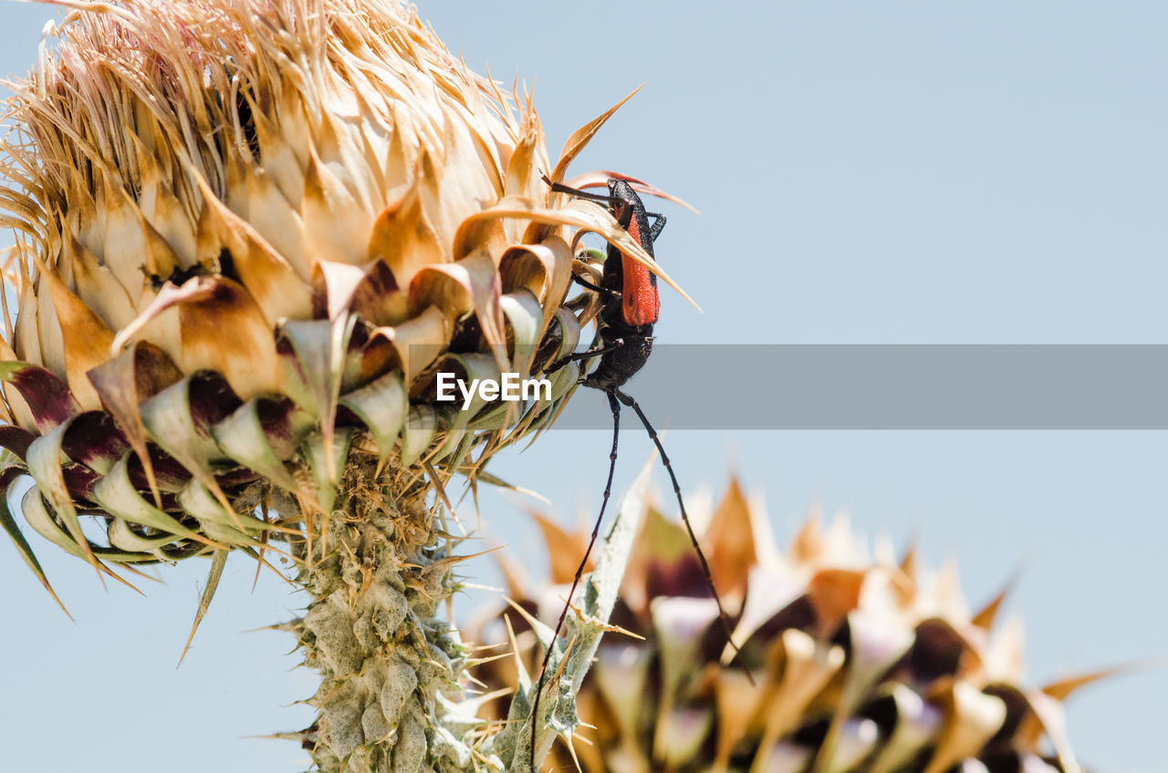 Close-up of insect on flower against sky