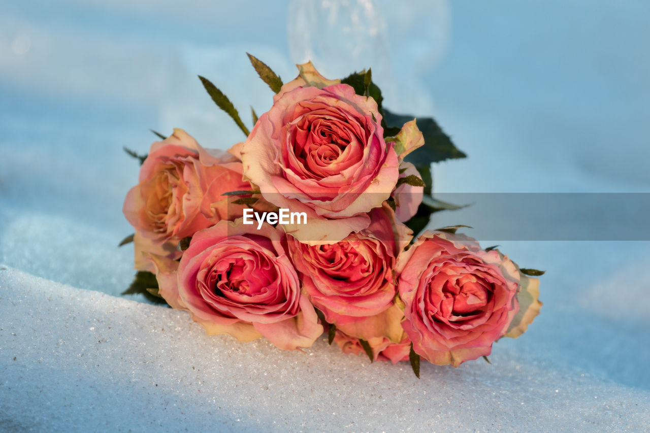 CLOSE-UP OF PINK ROSE BOUQUET AGAINST SKY