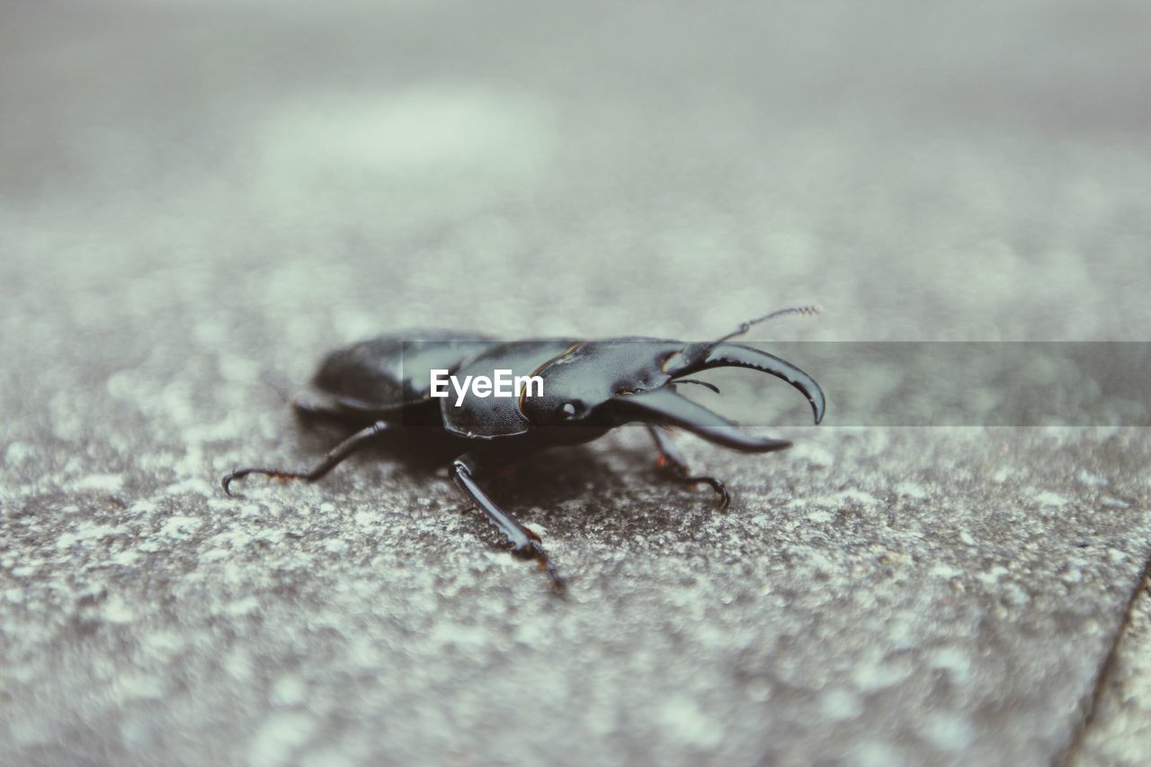 Close-up of bug on floor